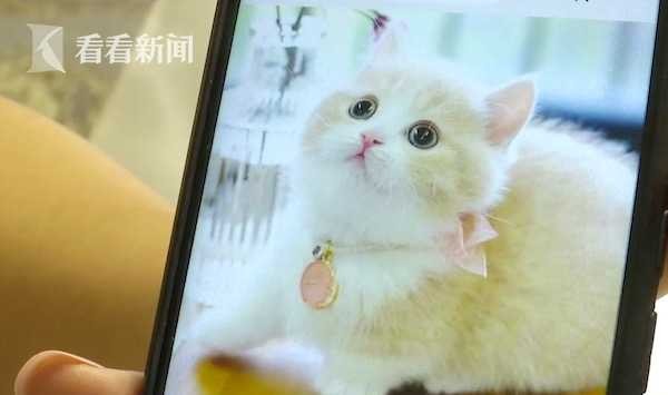 网购宠物猫到家3天就病死了！商家：只能吃我家猫粮