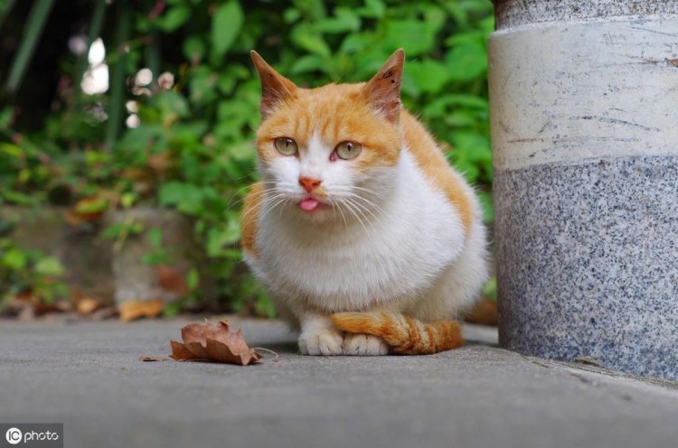 田园猫在古代的名贵跟高雅你想象不到您家猫在古代叫什么