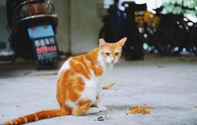 田园猫在古代的名贵跟高雅你想象不到您家猫在古代叫什么