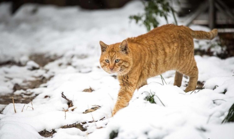 家猫与流浪猫取暖方式对比流浪猫取暖的方式太让人心疼