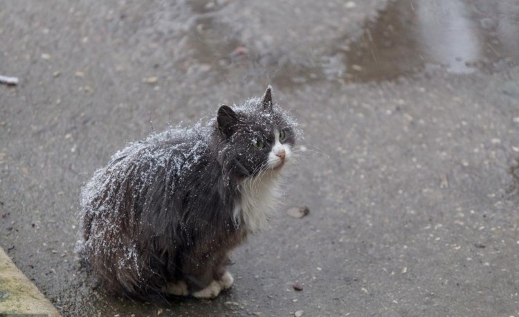 家猫与流浪猫取暖方式对比流浪猫取暖的方式太让人心疼