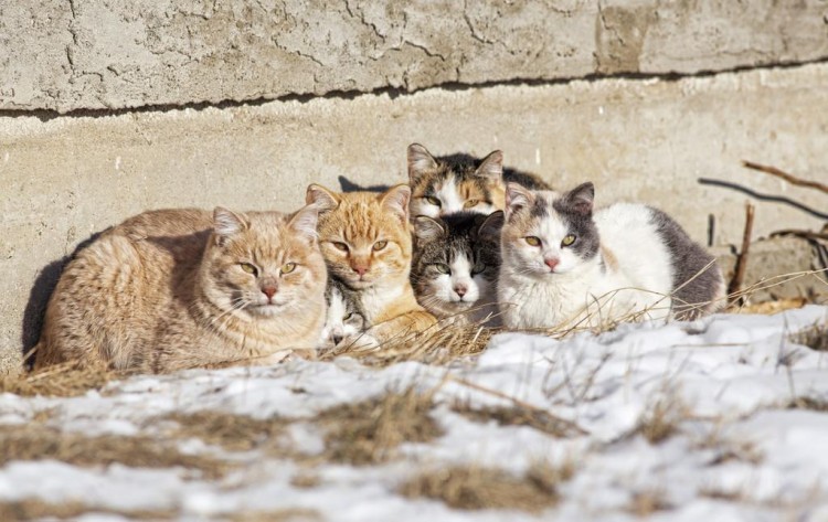 家猫与流浪猫取暖方式对比流浪猫取暖的方式太让人心疼