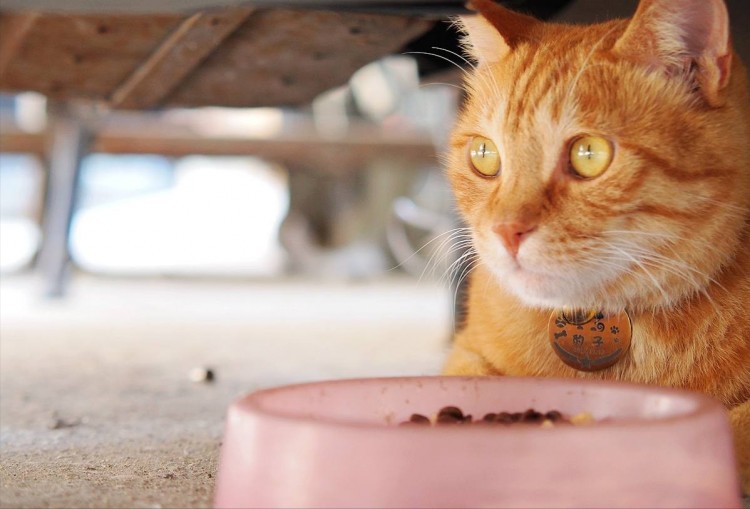 老实说这几样东西是猫咪的克星它看见会惊恐不已