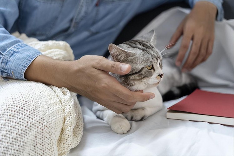 一旦猫咪有这些行为其实它早已恨透你请好好反思吧