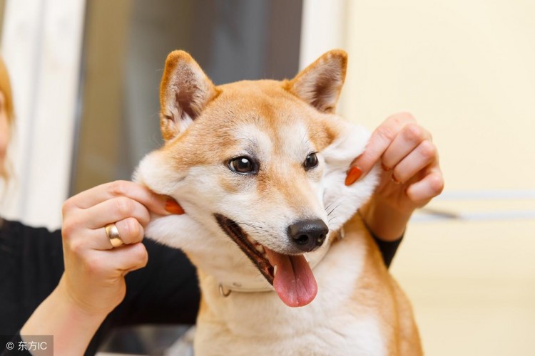 中华田园犬身材好，人却都喜欢日本胖似猪的柴犬，深思