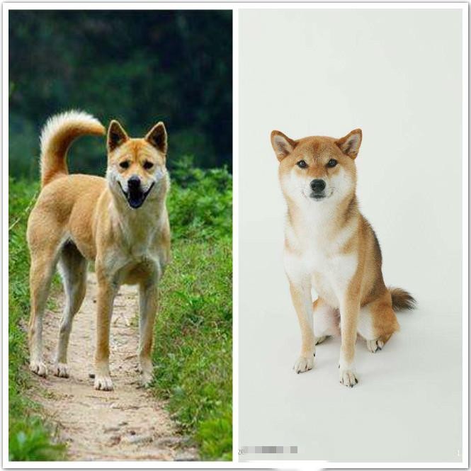 与日本柴犬相比，中华田园犬究竟输在哪里？