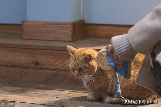 猫粮VS猫饭，哪一种更受猫主人的喜爱？猫说它想选择这个...