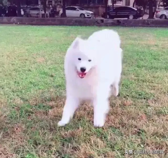 萨摩耶和田园犬对峙，田园犬冷不丁咆哮一声，萨摩的表现亮了