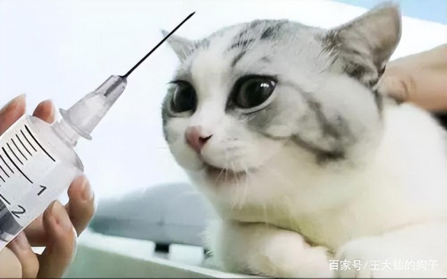 猫咪为何也要接种疫苗？您知道猫咪需要接种什么疫苗吗？