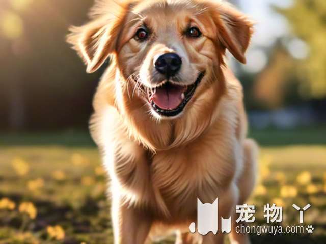 罗威纳犬的站立高度？